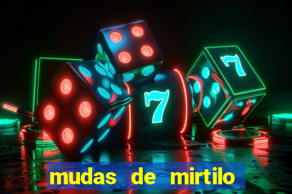 mudas de mirtilo em porto alegre